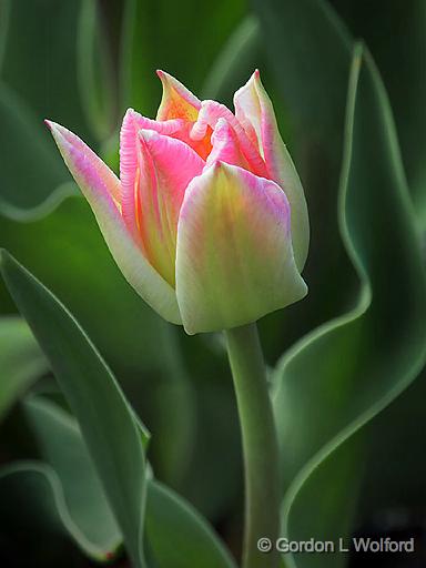 Our First Tulip_DSCF01918.jpg - Photographed at Smiths Falls, Ontario, Canada.